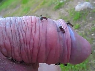 Perverse koleś szturcha jego niewielki kurek do mrówek wzgórzu i cieszy go